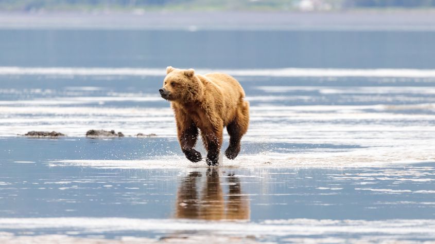 Medvěd se rozběhl na turisty, zahnali jej řvaním